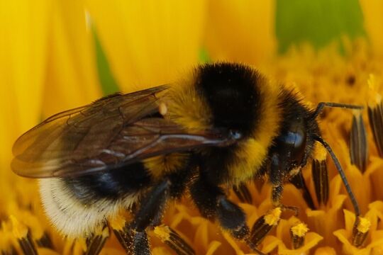 test titel